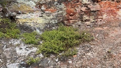 Kunzea tenuicaulis