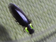 Phanophorus perspicax