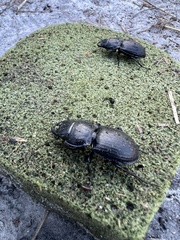 Pasimachus sublaevis