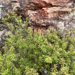 Kunzea tenuicaulis