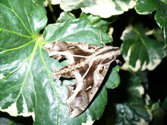 Hemeroplanes triptolemus