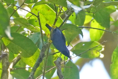 Cyanerpes caeruleus