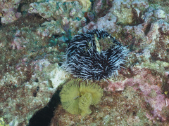 Tripneustes kermadecensis