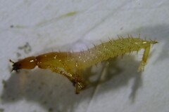 Haplophilus subterraneus