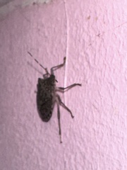 Halyomorpha halys