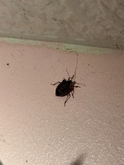Halyomorpha halys