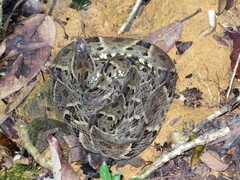 Bothrops atrox