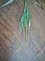 Dichanthelium boreale