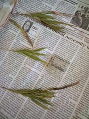 Dichanthelium boreale