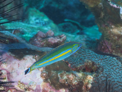 Pseudojuloides splendens