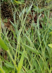Dichanthelium villosissimum