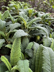 Salvia spathacea