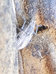 Naupactus