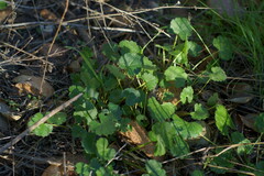 Sidalcea sparsifolia