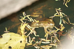 Euphlyctis hexadactyla