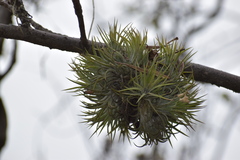 Tillandsia ionantha