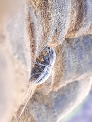 Naupactus