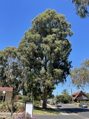 Eucalyptus saligna
