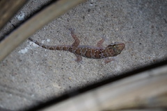Hemidactylus triedrus