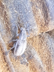 Naupactus