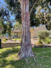 Eucalyptus saligna