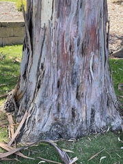 Eucalyptus saligna