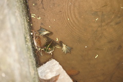 Euphlyctis hexadactyla