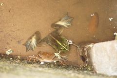 Euphlyctis hexadactyla