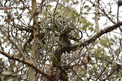 Tillandsia caput-medusae