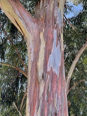 Eucalyptus saligna