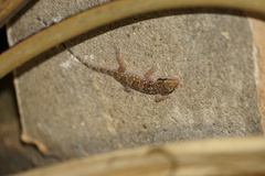 Hemidactylus triedrus