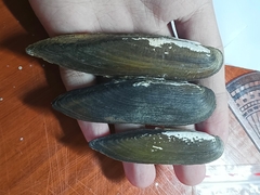 Lanceolaria