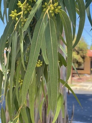 Eucalyptus saligna