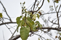 Ipomoea pauciflora