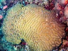 Colpophyllia natans