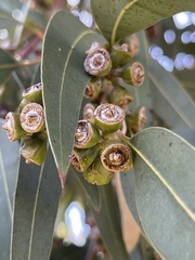 Eucalyptus saligna