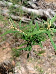Phebalium squamulosum