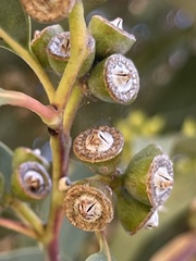 Eucalyptus saligna