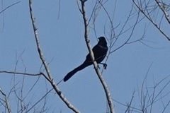 Quiscalus major