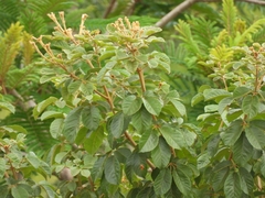 Handroanthus ochraceus