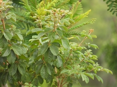 Handroanthus ochraceus