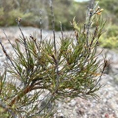 Dracophyllum subulatum