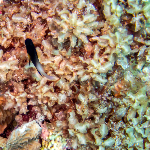 Sargassum hystrix observed 2022-09-11