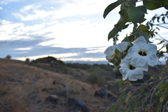 Ipomoea arborescens
