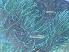 Stethojulis interrupta