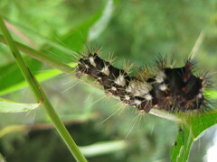 Acronicta longa