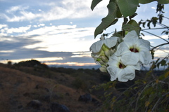 Ipomoea arborescens