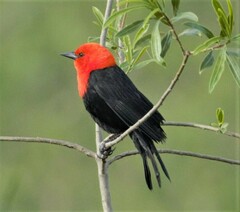 Amblyramphus holosericeus