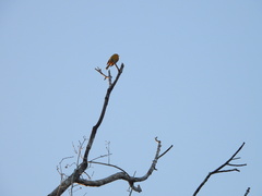 Piranga rubra