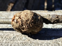 Callirhytis quercuspunctata